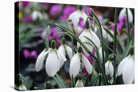 Snowdrop 'Oliver Wyatt's Giant' Flowers-Adrian Thomas-Premier Image Canvas