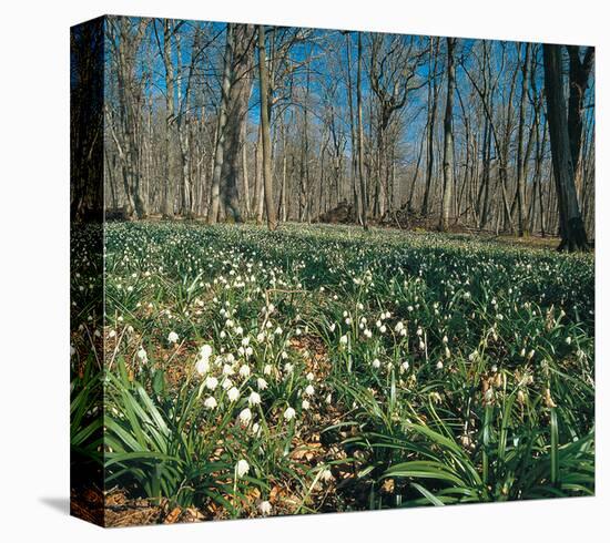 Snowdrops Flowering In Forest-null-Stretched Canvas