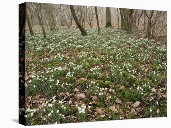 Snowdrops (Galanthus) In Woodland-Adrian Bicker-Premier Image Canvas