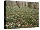 Snowdrops (Galanthus) In Woodland-Adrian Bicker-Premier Image Canvas