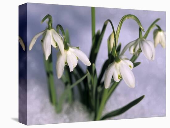 Snowdrops, Galanthus Nivalis, Bielefeld, Germany-Thorsten Milse-Premier Image Canvas