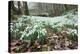 Snowdrops (Galanthus Nivalis)-Bob Gibbons-Premier Image Canvas