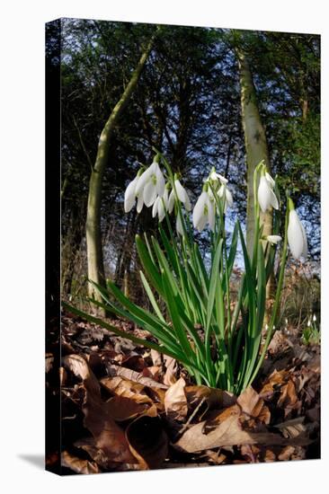 Snowdrops in flower in deciduous woodland, Scotland-Laurie Campbell-Premier Image Canvas