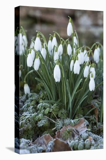 Snowdrops in Frost, Cotswolds, Gloucestershire, England, United Kingdom, Europe-Stuart Black-Premier Image Canvas