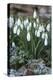 Snowdrops in Frost, Cotswolds, Gloucestershire, England, United Kingdom, Europe-Stuart Black-Premier Image Canvas