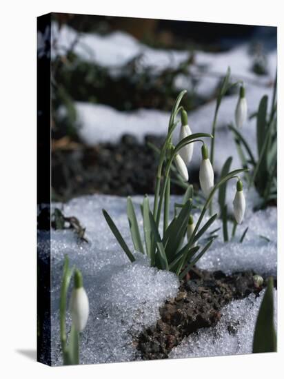 Snowdrops in Spring-Woolfitt Adam-Premier Image Canvas