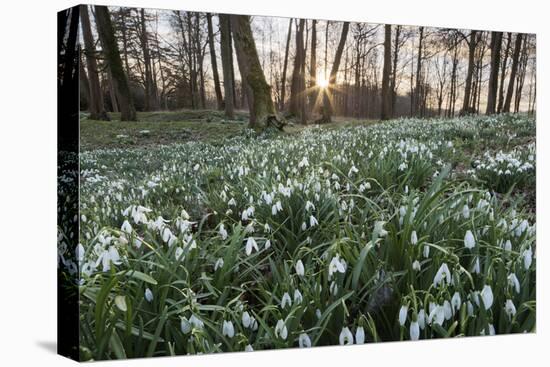 Snowdrops in Woodland at Sunset, Near Stow-On-The-Wold, Cotswolds, Gloucestershire, England-Stuart Black-Premier Image Canvas