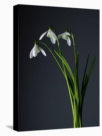 Snowdrops-Maja-Premier Image Canvas