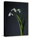 Snowdrops-Maja-Premier Image Canvas