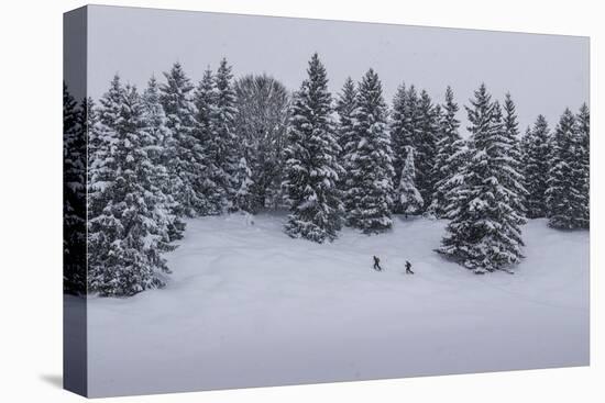 Snowfall, Ski Tourer in Front of a Winter Wood at the Kranzberg at Mittenwald, Wetterstein Range-Rolf Roeckl-Premier Image Canvas