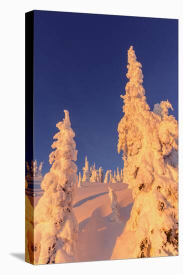 Snowghosts Catch the Sunset at Whitefish Mountain Resort, Montana-Chuck Haney-Premier Image Canvas