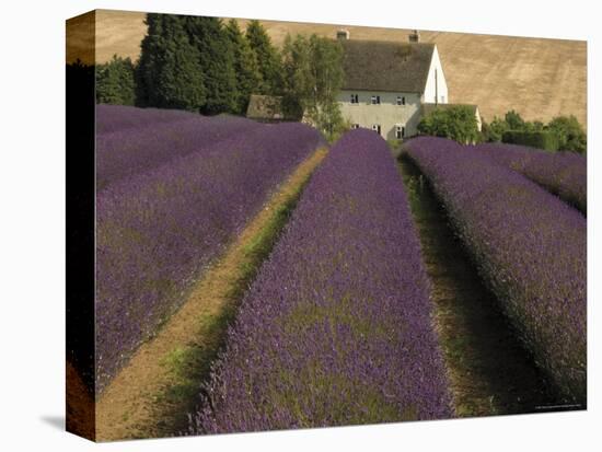 Snowshill Lavender Farm, Gloucestershire, the Cotswolds, England, United Kingdom-David Hughes-Premier Image Canvas