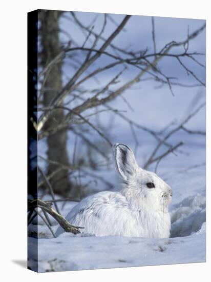 Snowshoe Hare, Arctic National Wildlife Refuge, Alaska, USA-Hugh Rose-Premier Image Canvas