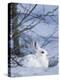 Snowshoe Hare, Arctic National Wildlife Refuge, Alaska, USA-Hugh Rose-Premier Image Canvas