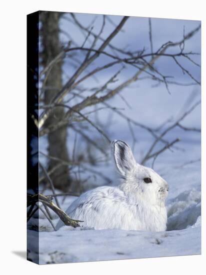 Snowshoe Hare, Arctic National Wildlife Refuge, Alaska, USA-Hugh Rose-Premier Image Canvas