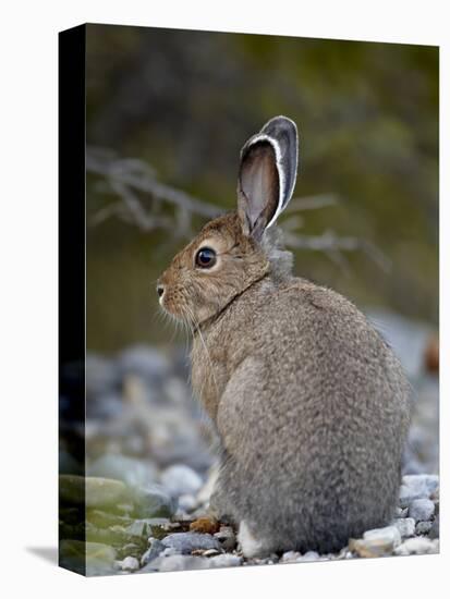 Snowshoe Hare (Lepus Americanus), Banff National Park, Alberta, Canada, North America-James Hager-Premier Image Canvas