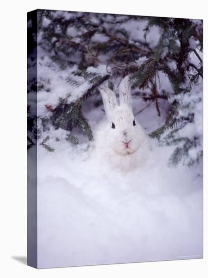 Snowshoe Hare, MT-John Luke-Premier Image Canvas