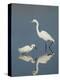 Snowy and Great Egrets-Arthur Morris-Premier Image Canvas