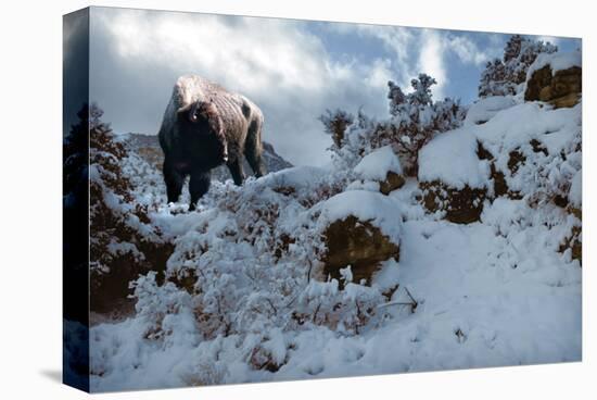 Snowy Buffalo-Steve Hunziker-Stretched Canvas