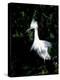 Snowy Egret at Ding Darling National Wildlife Refuge, Sanibel Island, Florida, USA-Jerry & Marcy Monkman-Premier Image Canvas