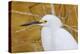 Snowy Egret, Ding Darling National Wildlife Refuge, Sanibel Island, Florida.-William Sutton-Premier Image Canvas