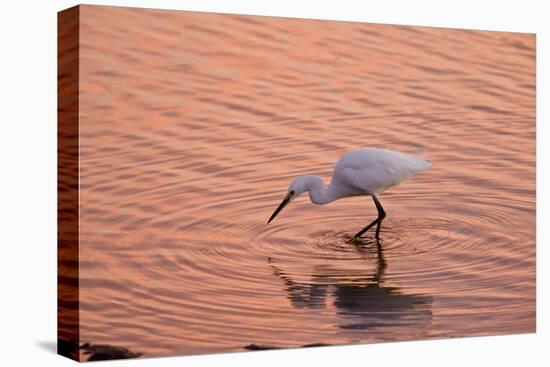 Snowy Egret Feeding in Lagoon at Sunset-null-Premier Image Canvas