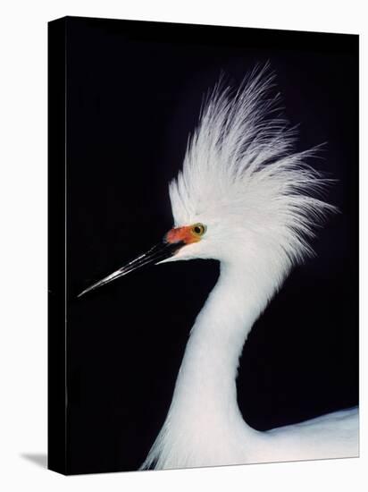 Snowy Egret in Breeding Plumage, Ding Darling National Wildlife Refuge, Sanibel Island, Florida,-Charles Sleicher-Premier Image Canvas