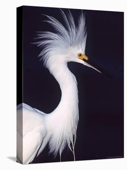 Snowy Egret in Breeding Plumage-Charles Sleicher-Premier Image Canvas