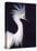 Snowy Egret in Breeding Plumage-Charles Sleicher-Premier Image Canvas