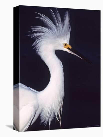 Snowy Egret in Breeding Plumage-Charles Sleicher-Premier Image Canvas