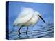 Snowy Egret-Joe McDonald-Premier Image Canvas