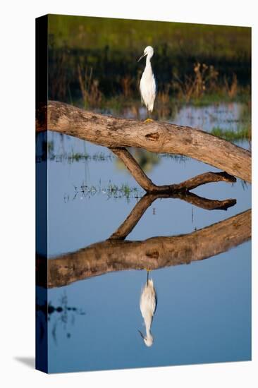 Snowy Egret-Howard Ruby-Premier Image Canvas