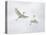 Snowy Egrets Fighting, Sanibel, Florida, USA-Arthur Morris-Premier Image Canvas