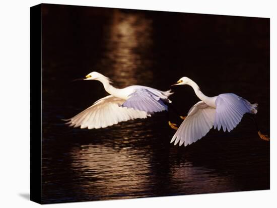 Snowy Egrets in Flight at Dawn-Charles Sleicher-Premier Image Canvas