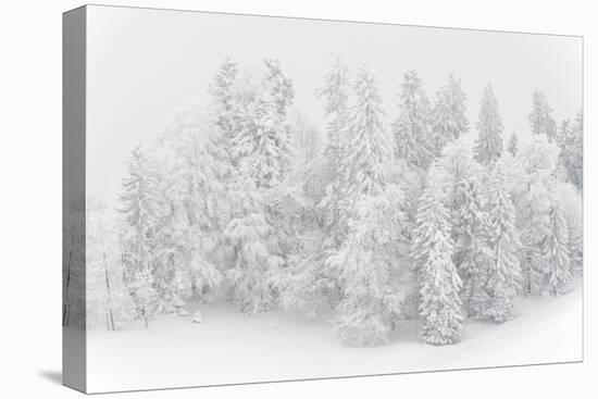 Snowy Firs, Switzerland, St. Gallen, Hemberg-Marco Isler-Premier Image Canvas