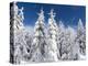 Snowy Forest in the National Park Bavarian Forest in the Deep of Winter. Bavaria, Germany-Martin Zwick-Premier Image Canvas