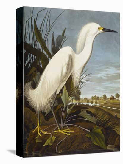 Snowy Heron or White Egret / Snowy Egret (Egretta Thula), Plate CCKLII, from 'The Birds of America'-John James Audubon-Premier Image Canvas