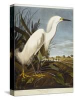 Snowy Heron or White Egret / Snowy Egret-John James Audubon-Premier Image Canvas