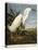 Snowy Heron or White Egret / Snowy Egret-John James Audubon-Premier Image Canvas