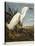 Snowy Heron or White Egret / Snowy Egret-John James Audubon-Premier Image Canvas