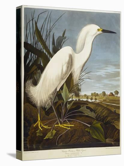 Snowy Heron or White Egret / Snowy Egret-John James Audubon-Premier Image Canvas