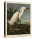 Snowy Heron or White Egret-John James Audubon-Stretched Canvas