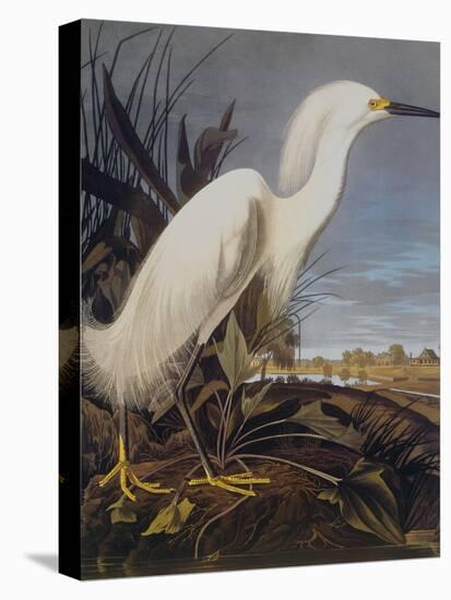 Snowy Heron Or White Egret-John James Audubon-Stretched Canvas