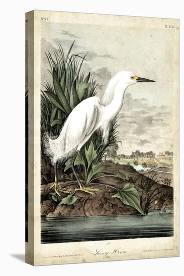 Snowy Heron-John James Audubon-Stretched Canvas