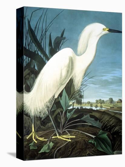 Snowy Heron-John James Audubon-Premier Image Canvas