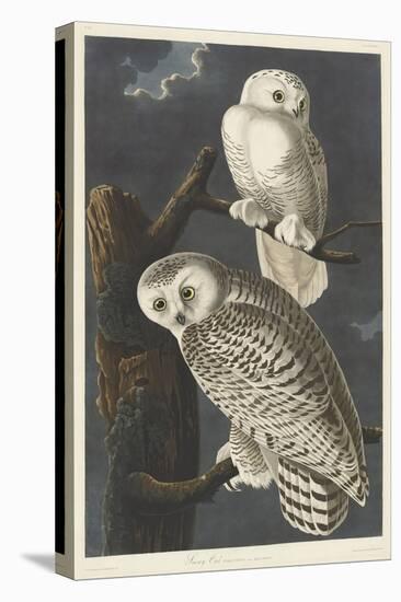 Snowy Owl, 1831-John James Audubon-Premier Image Canvas