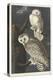 Snowy Owl, 1831-John James Audubon-Premier Image Canvas
