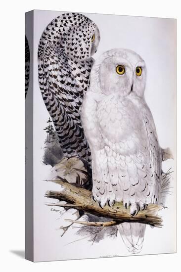 Snowy Owl, 1832-1837-Edward Lear-Premier Image Canvas