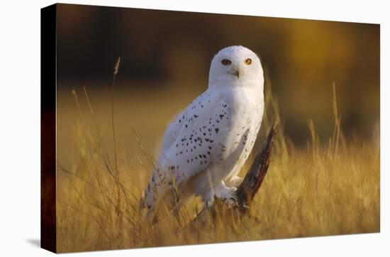 Snowy Owl adult amid dry grass, circumpolar species, British Columbia, Canada-Tim Fitzharris-Stretched Canvas