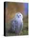 Snowy Owl, Alaska, USA-David Tipling-Premier Image Canvas